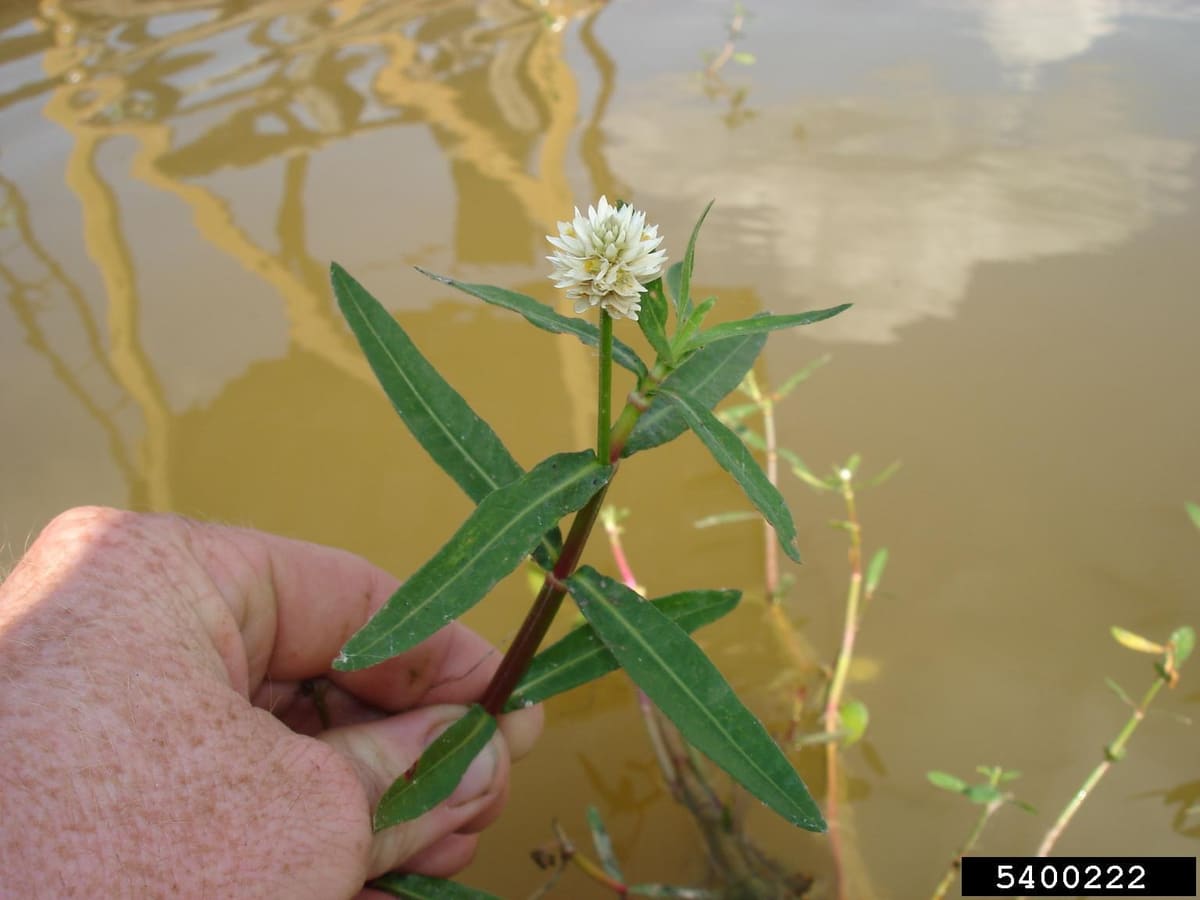 Alligatorweed (Alternanthera philoxeroides)