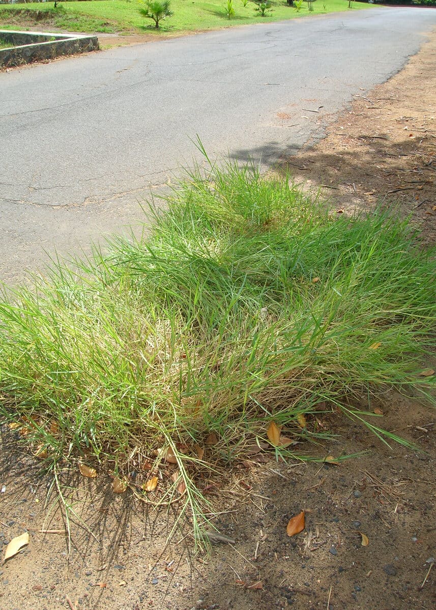 Torpedograss (Panicum repens)