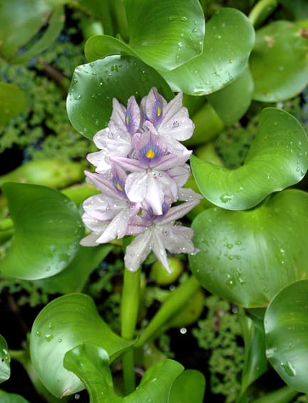Water hyacinth (Pontederia crassipes)
